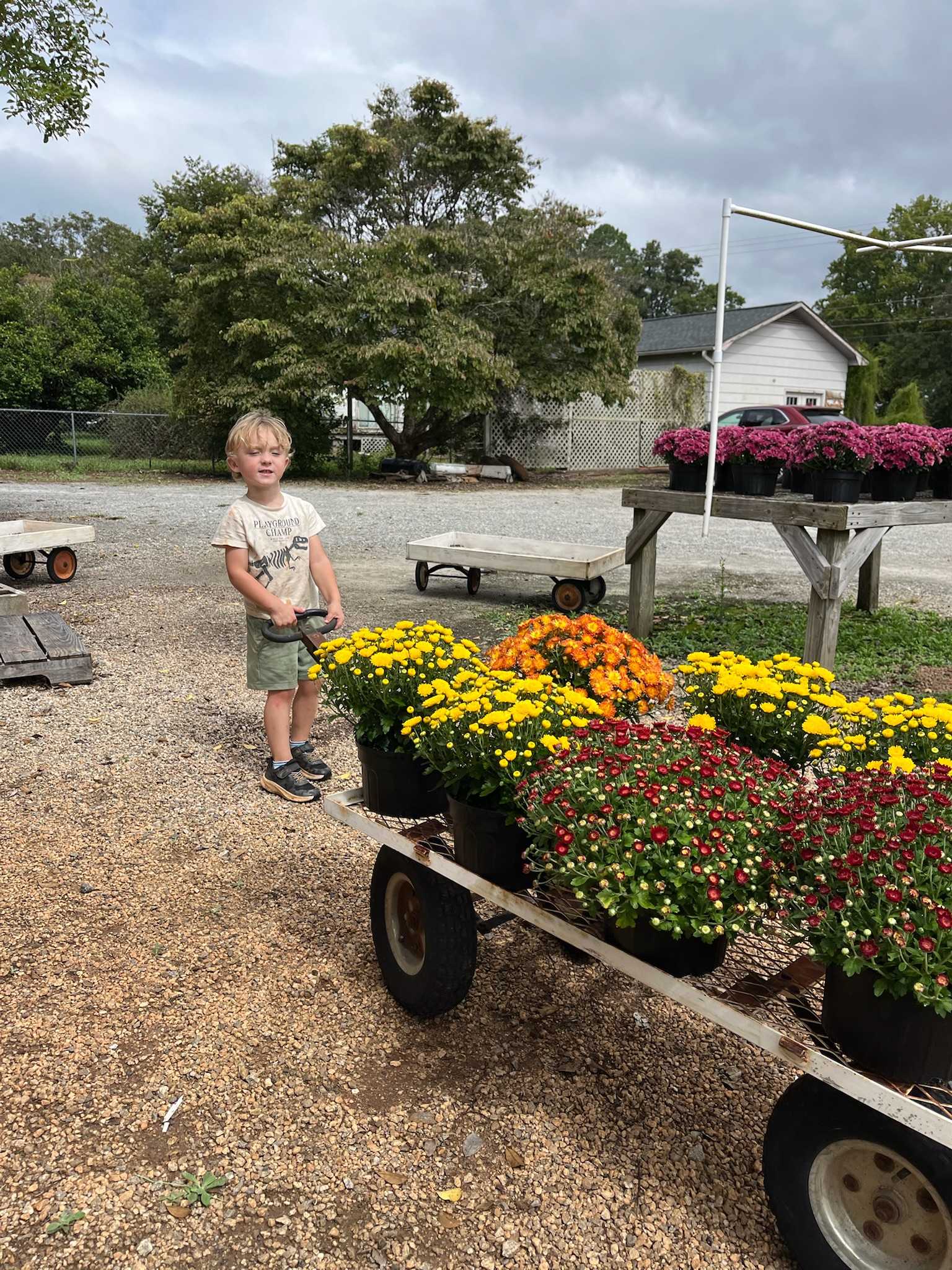 Young child pulling a wagon full of colorful yellow, orange, and red mums at Doris Greenhouse