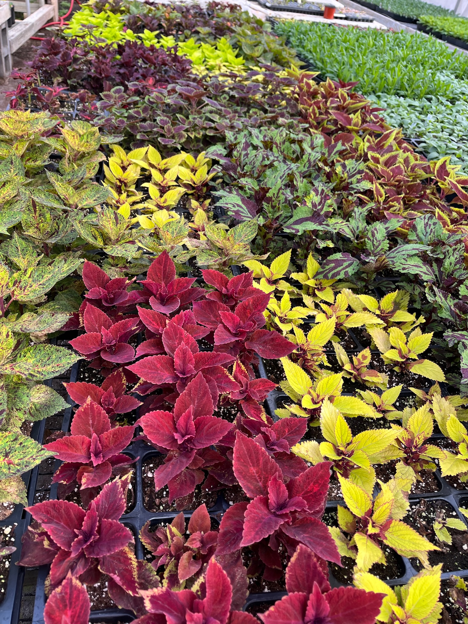 Rows of vibrant coleus plants in rich red, burgundy, and chartreuse foliage growing in flats at Doris Greenhouse