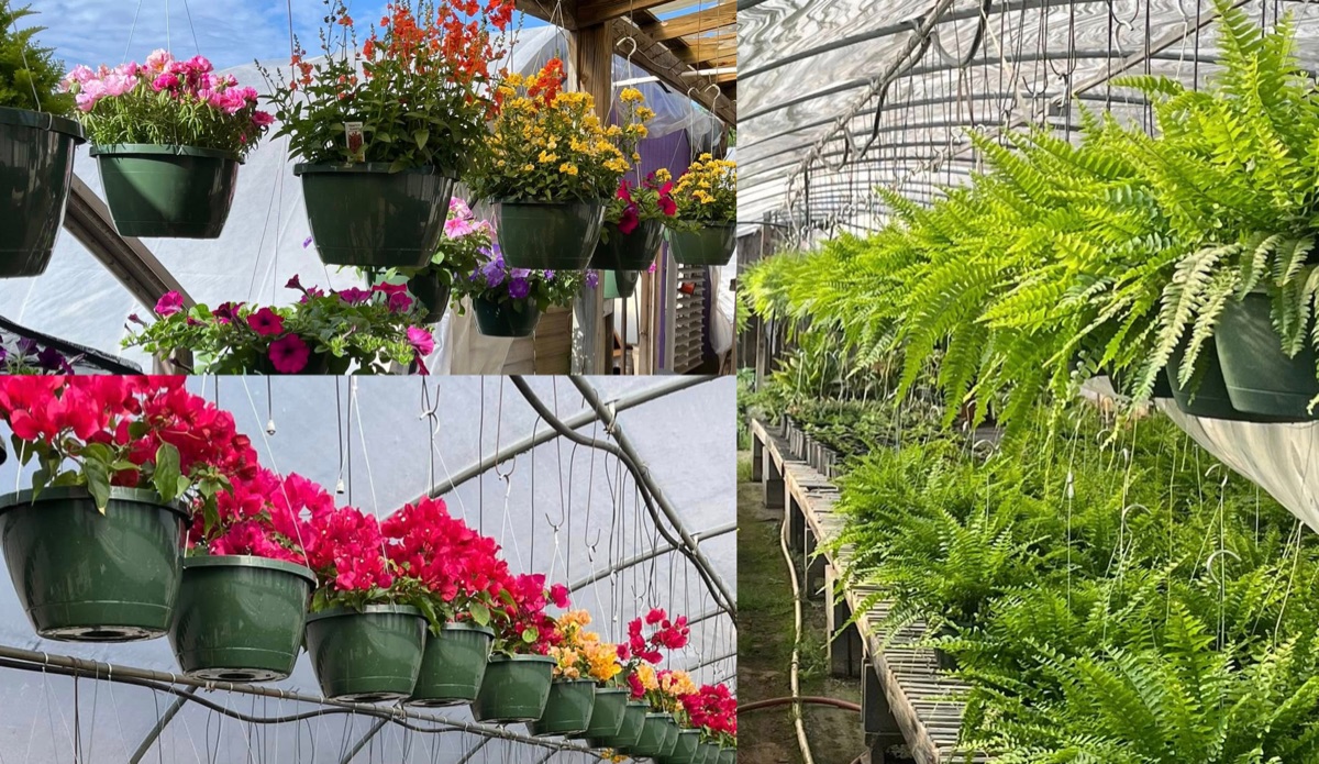 Colorful hanging baskets with trailing blooms at Doris Greenhouse in Greenwood, SC
