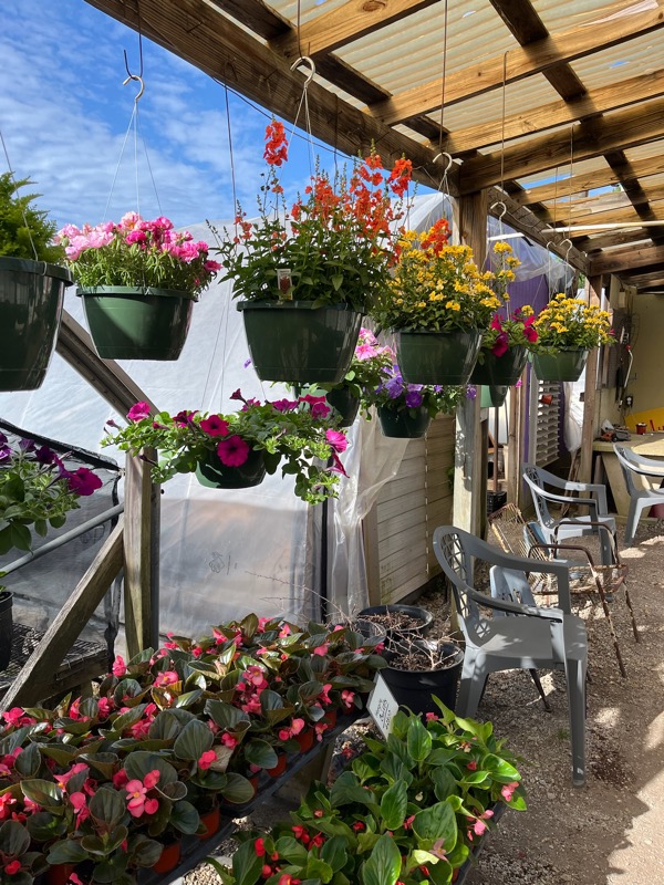 Hanging baskets loaded with colorful blooms at Doris Greenhouse