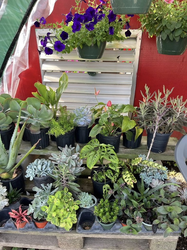 Succulents and tropical houseplants for sale at Doris Greenhouse