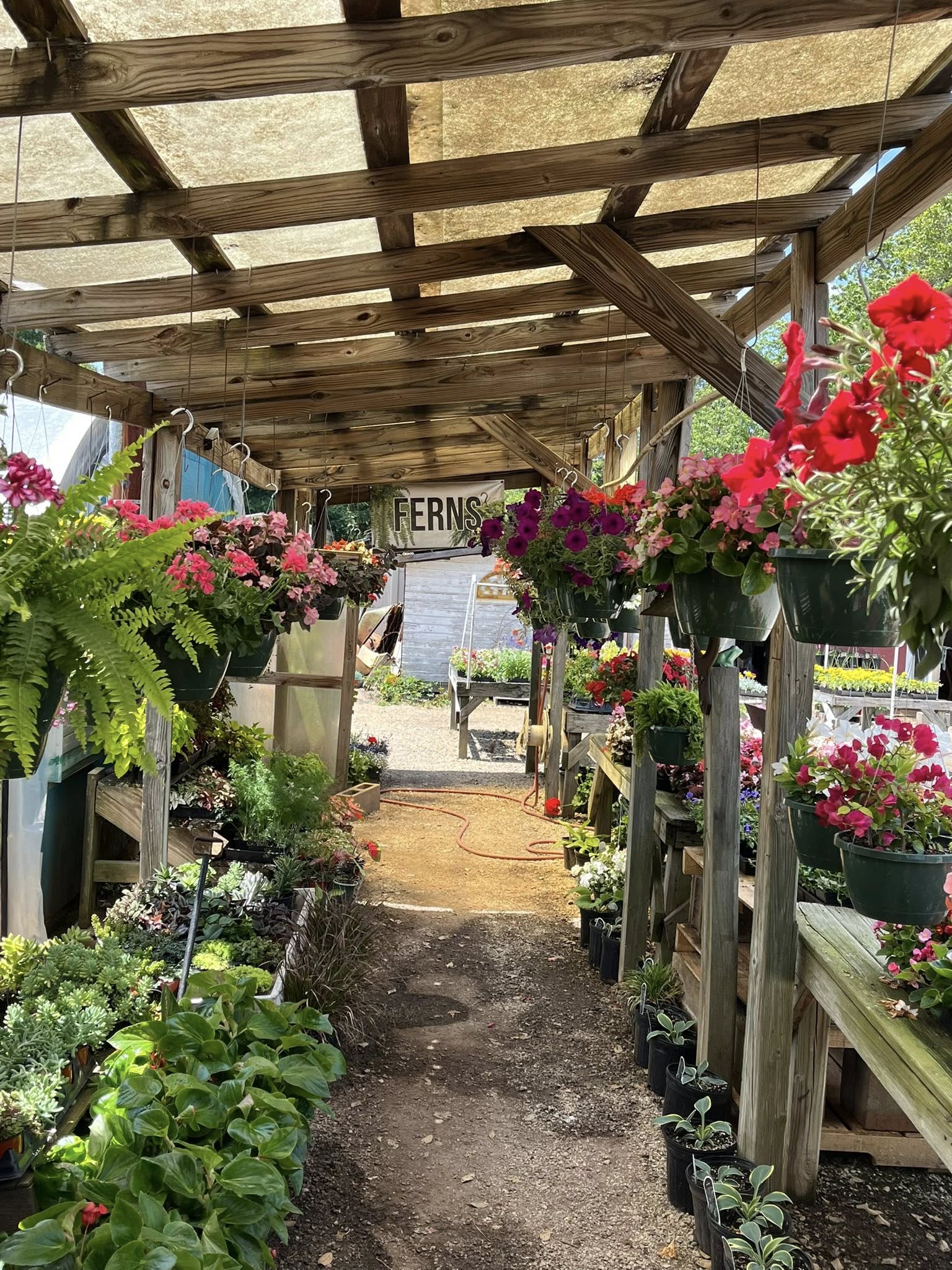 Covered walkway lined with hanging baskets, ferns, and colorful blooms at Doris Greenhouse