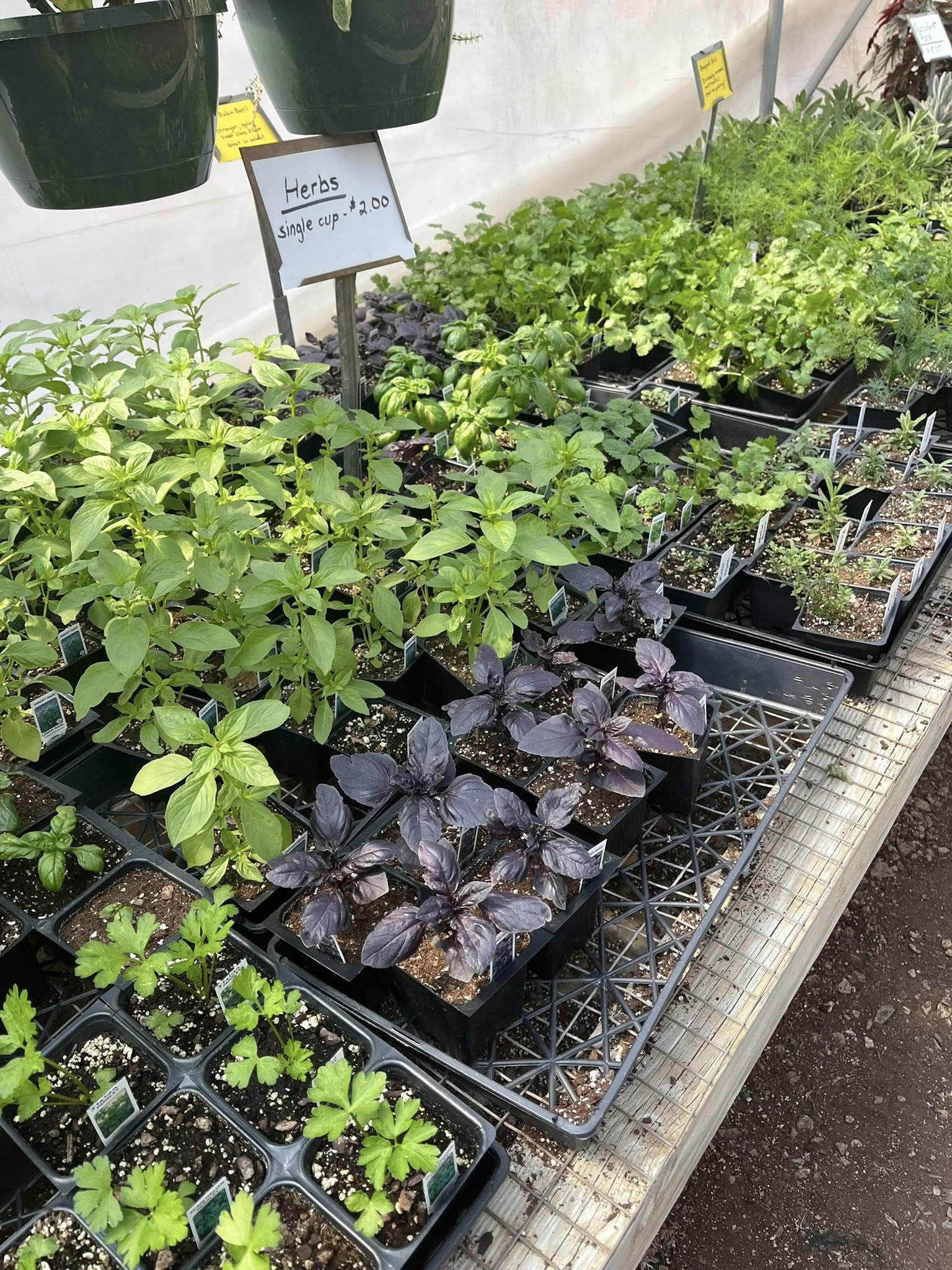 Fresh herb seedlings for sale inside Doris Greenhouse — basil, parsley, and more