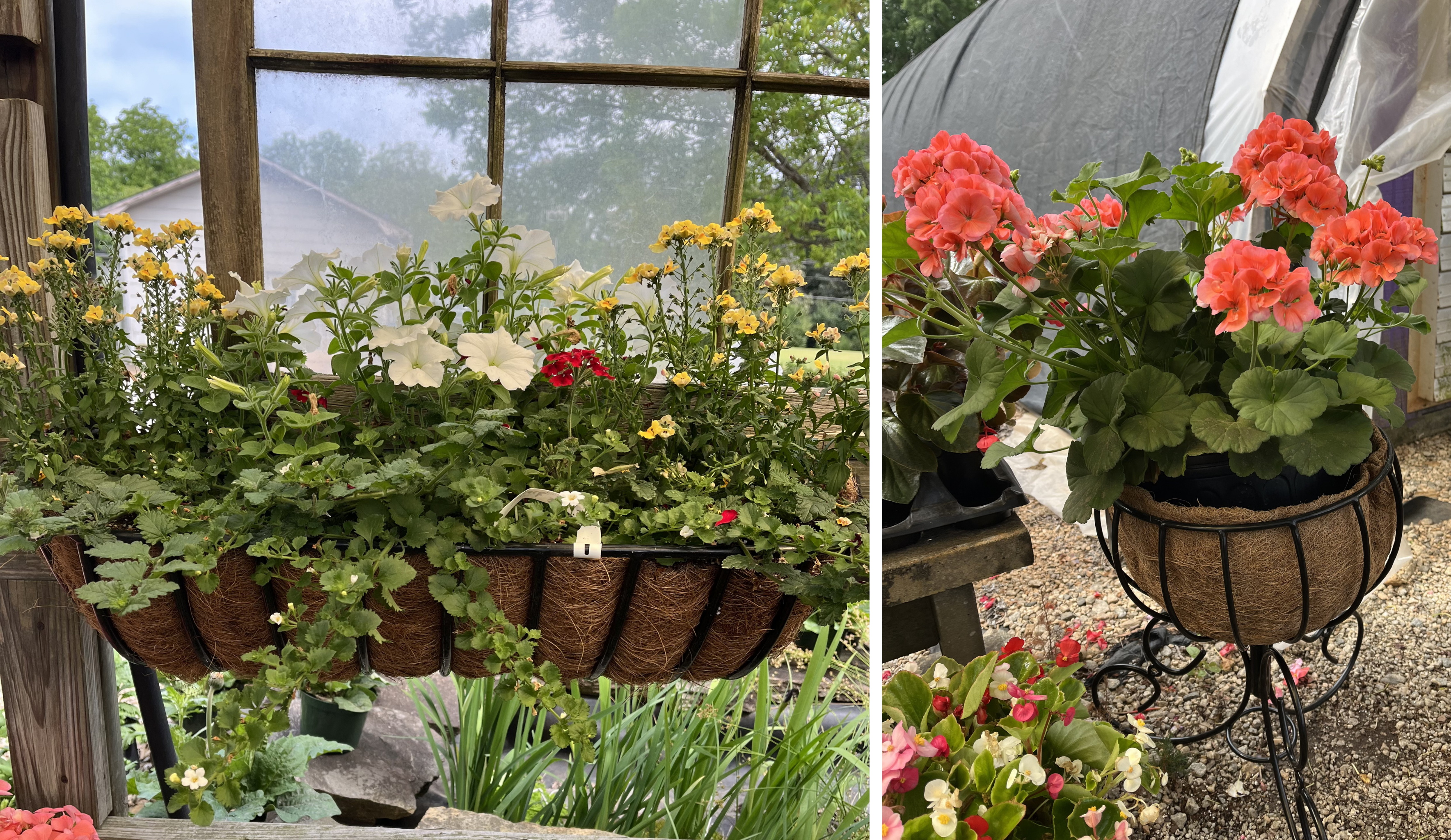 Kinsman window box and decorative iron stand planter with red geraniums at Doris Greenhouse